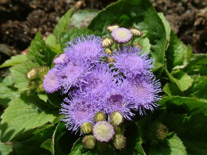 aabDSCF0166