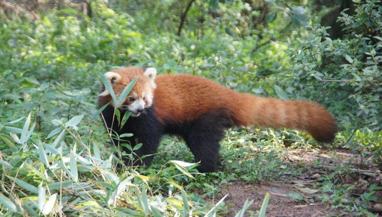 D-Red Panda