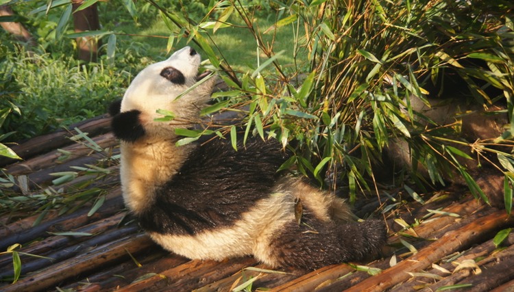 Giant Panda